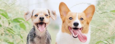 Clínica Veterinária Vila Franca Vet