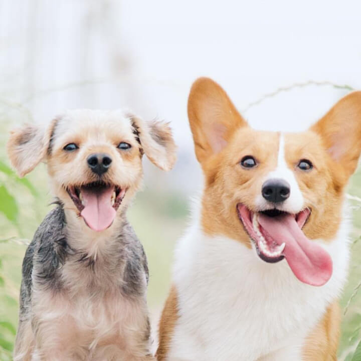 Clínica Veterinária Vila Franca Vet